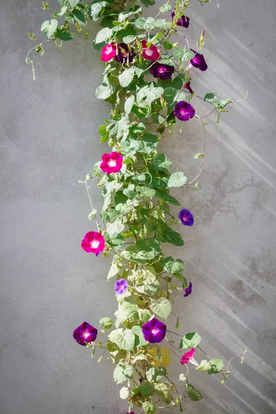 Grüne Pflanze mit hellen Blüten an der grauen Wand — Stockfoto