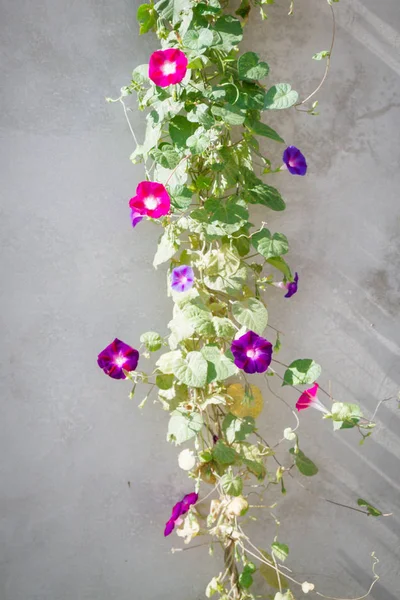 Grüne Pflanze mit hellen Blüten an der grauen Wand — Stockfoto