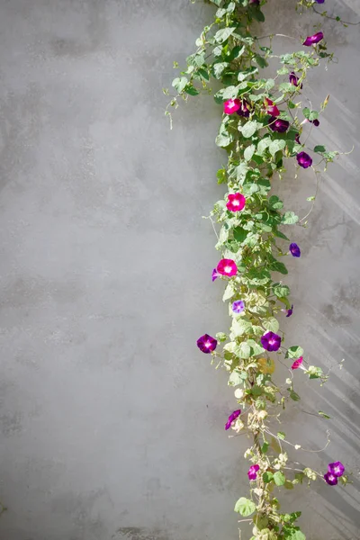 Grüne Pflanze mit hellen Blüten an der grauen Wand — Stockfoto