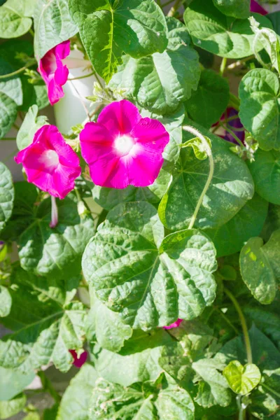 Blühende grüne Pflanze mit leuchtenden Blüten im Sommer — Stockfoto