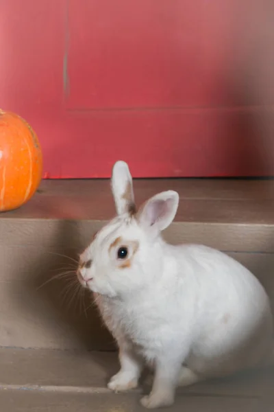 Flauschig weiß mit braunen Flecken lebende Kaninchen — Stockfoto