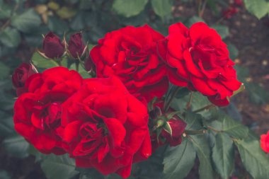 Güzel çiçekler dışında flowerbed
