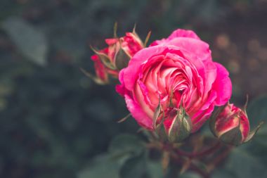 Güzel çiçekler dışında flowerbed