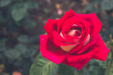 Güzel çiçekler dışında flowerbed