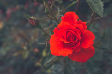 Güzel çiçekler dışında flowerbed