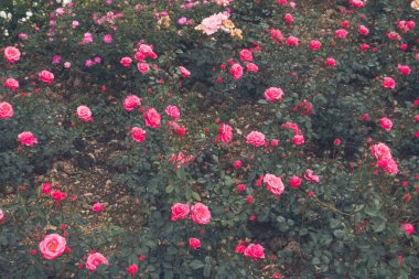 Güzel çiçekler dışında flowerbed