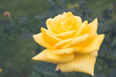 Güzel çiçekler dışında flowerbed