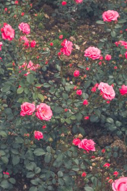 Güzel çiçekler dışında flowerbed