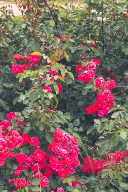 Güzel çiçekler dışında flowerbed