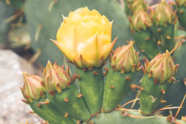 Kaktüs yaz bahçesinde