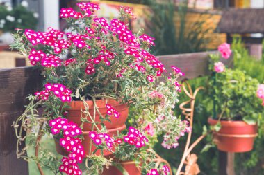 Yaz Sardunya tencere dışında pembe çiçekler