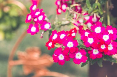 Yaz Sardunya tencere dışında pembe çiçekler