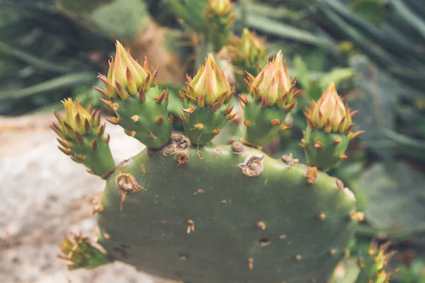 Kaktus w lato w ogrodzie — Zdjęcie stockowe