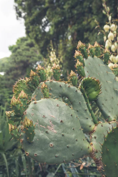 Cactus en el jardín en verano — Foto de Stock