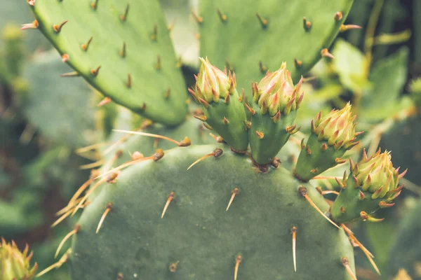 Kaktus im Sommer im Garten — Stockfoto