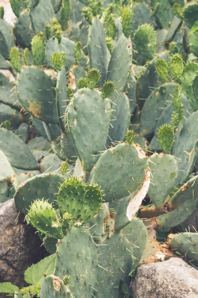 Cactus en el jardín en verano — Foto de Stock