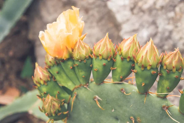 Cactus en el jardín en verano — Foto de Stock