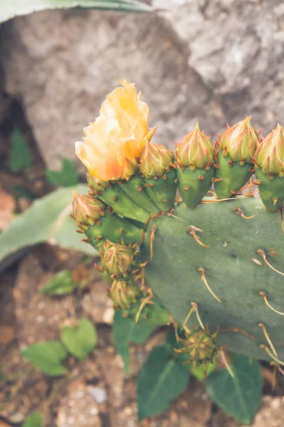 Cactus en el jardín en verano — Foto de Stock