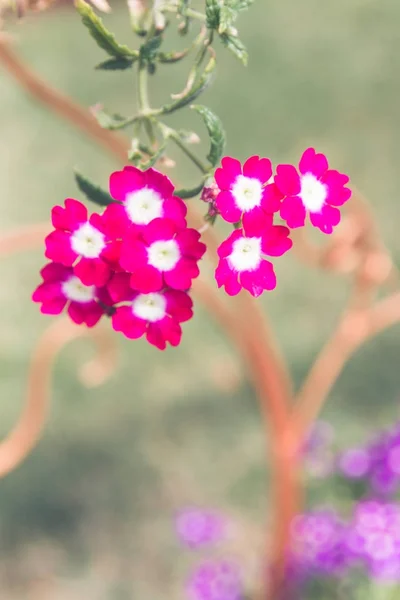 粉红的花在锅在夏天天葵 — 图库照片