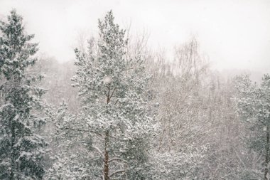 Kış orman görünümünü ne zaman düşer büyük kabarık kar