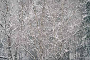 Kış orman görünümünü ne zaman düşer büyük kabarık kar