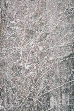 Kış orman görünümünü ne zaman düşer büyük kabarık kar