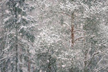 Kış orman görünümünü ne zaman düşer büyük kabarık kar