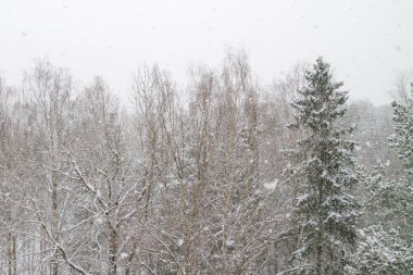 Kış orman görünümünü ne zaman düşer büyük kabarık kar