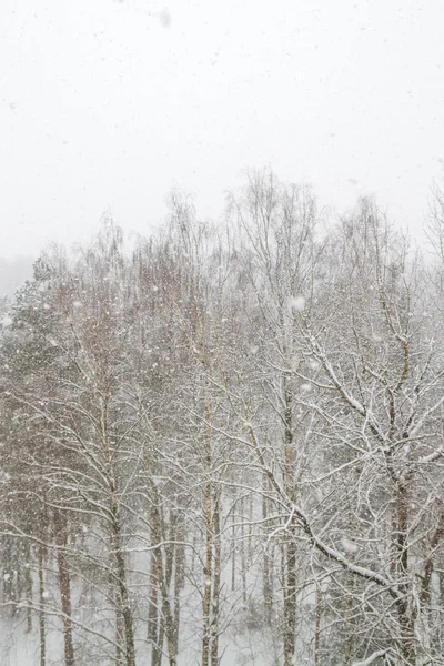 Vista Del Bosque Invierno Cae Cuando Gran Nieve Esponjosa — Foto de Stock
