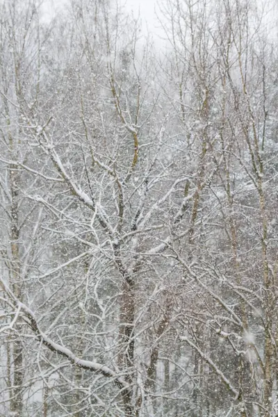Vista Del Bosque Invierno Cae Cuando Gran Nieve Esponjosa — Foto de Stock
