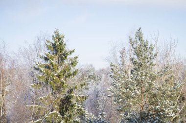 Kar buz gibi güneşli bir kış ağaçlarda