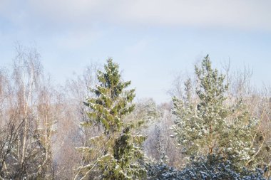 Kar buz gibi güneşli bir kış ağaçlarda