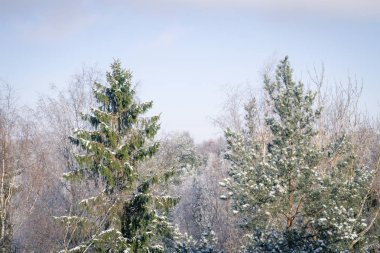 Kar buz gibi güneşli bir kış ağaçlarda