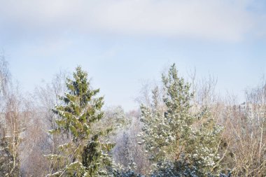 Kar buz gibi güneşli bir kış ağaçlarda