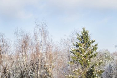Kar buz gibi güneşli bir kış ağaçlarda