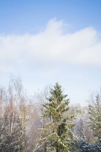 Árboles de invierno en la nieve en un día soleado helado — Foto de Stock