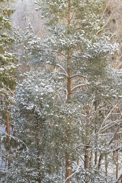 Winter trees in the snow on a frosty Sunny day — Stock Photo, Image