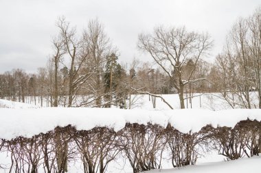 Beyaz kabarık kar kış parkta görünümünü