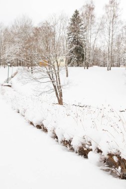 Beyaz kabarık kar kış parkta görünümünü