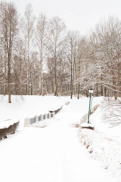Beyaz kabarık kar kış parkta görünümünü