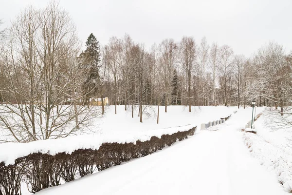 Beyaz kabarık kar kış parkta görünümünü