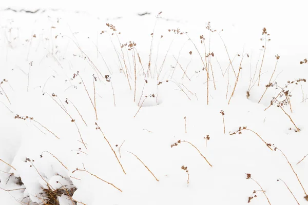Winter bushes in the Park under a large layer of snow — Stock Photo, Image