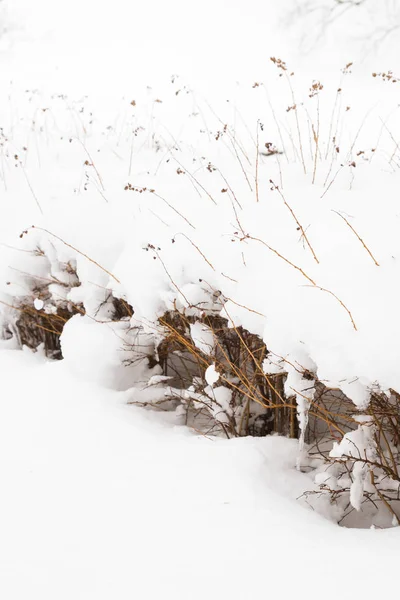 公园里一层大雪下的冬丛 — 图库照片