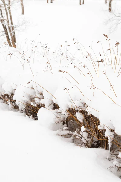 Vintern buskar i parken under ett stort lager av snö — Stockfoto