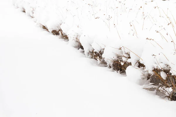 Winter bushes in the Park under a large layer of snow — Stock Photo, Image