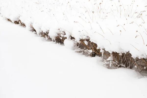 Arbustes d'hiver dans le parc sous une grande couche de neige — Photo
