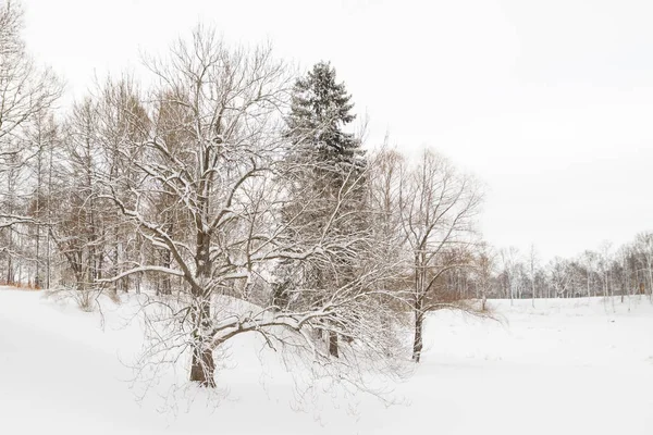 Vista del parque invernal en la blanca y esponjosa nieve — Foto de Stock