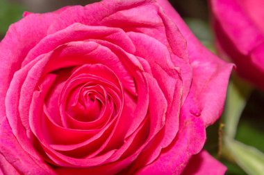 Ön planda bir buket pembe güzel gül çiçek