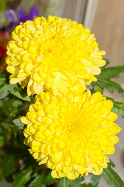 Bright yellow Sunny fluffy chrysanthemum flower in bouquet — Stock Photo, Image