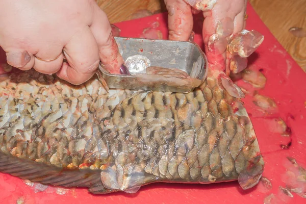 Sprzątanie świeże ryby karpie od wagi specjalnym nożem — Zdjęcie stockowe